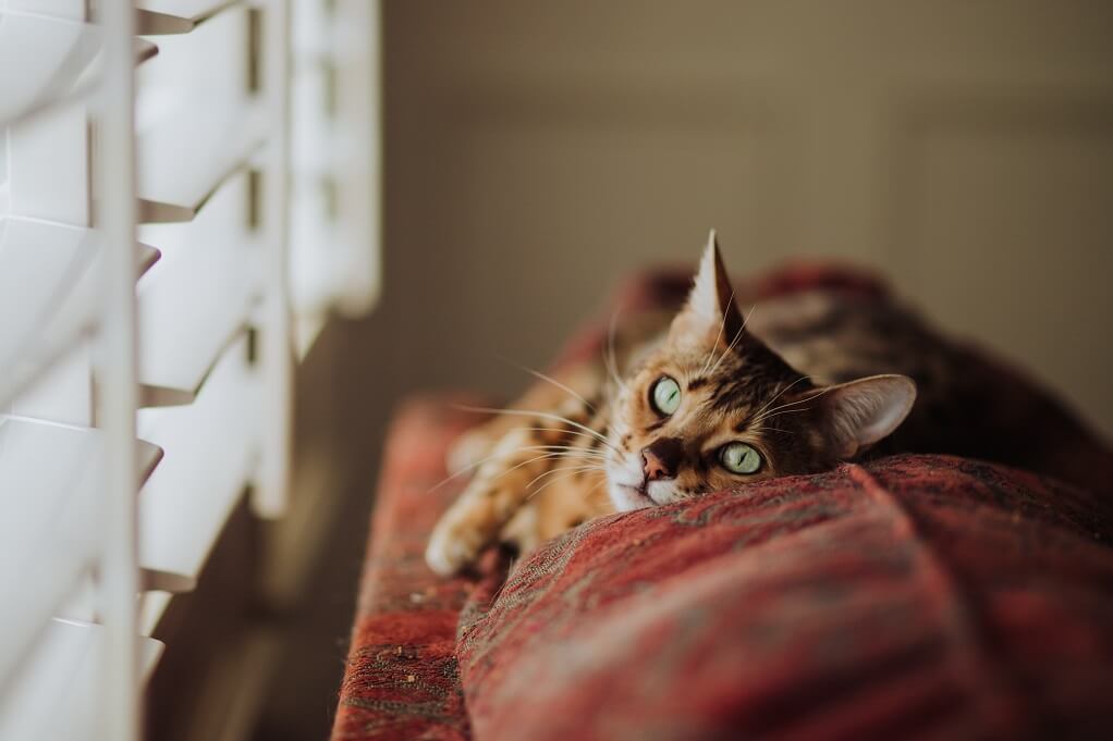 LOFT INSULATION GRANT WITH WARM CAT