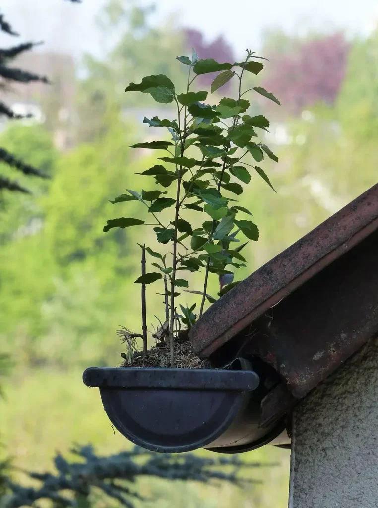 Vegetation in gutter