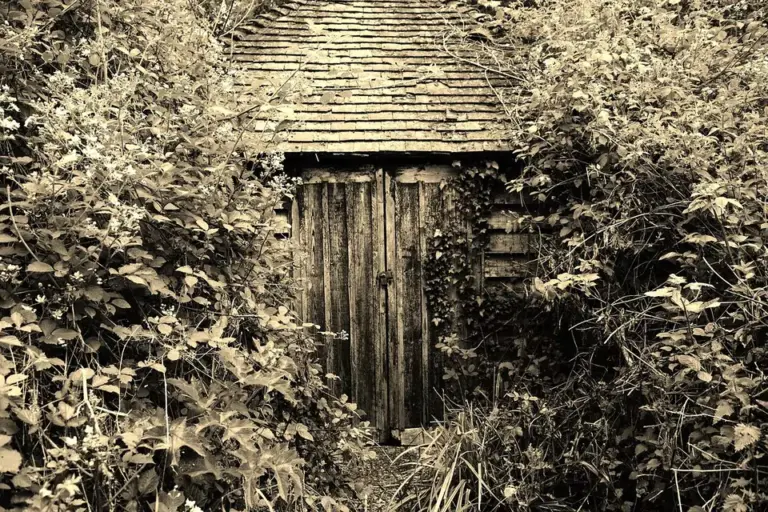 Shed Clearance